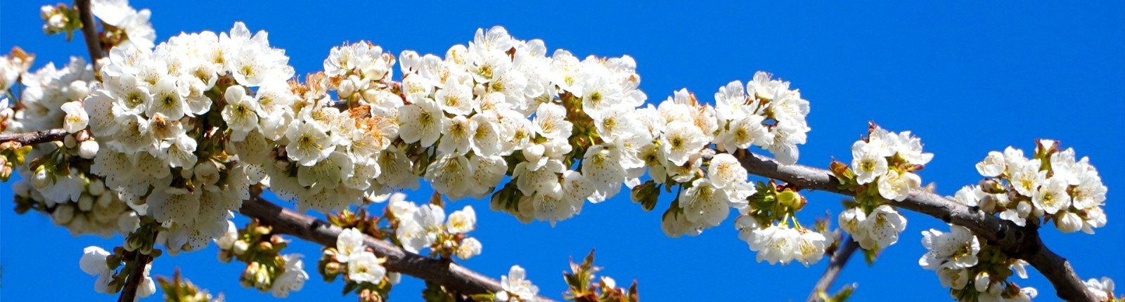 Kirschbaumblüten (c) Pixabay
