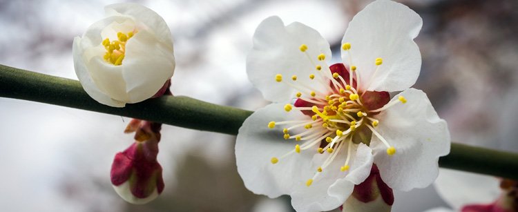 Kirschblüten (c) Pixabay