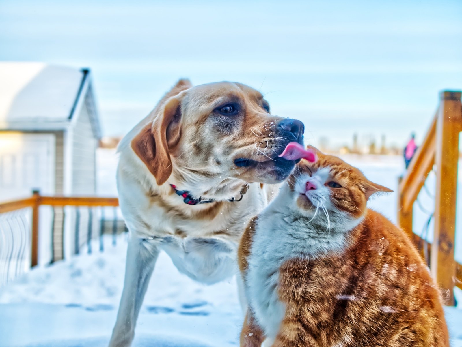 Hund und Katze (c) Pixabay (23.10.2026)