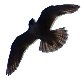 Falke (c) privat